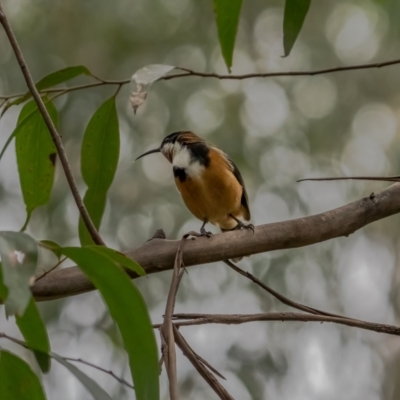 Acanthorhynchus tenuirostris (Eastern Spinebill) at Hereford Hall, NSW - 10 May 2021 by trevsci