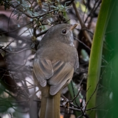 Pachycephala olivacea (Olive Whistler) at Tallaganda State Forest - 10 May 2021 by trevsci