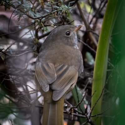 Pachycephala olivacea (Olive Whistler) at Hereford Hall, NSW - 10 May 2021 by trevsci