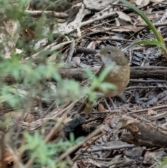 Pachycephala olivacea at Hereford Hall, NSW - suppressed