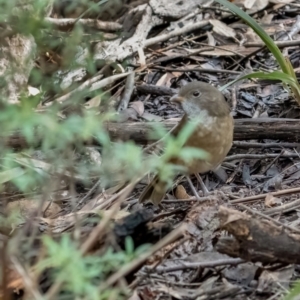 Pachycephala olivacea at Hereford Hall, NSW - suppressed