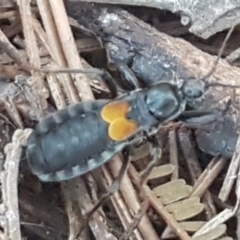 Peirates sp. (genus) (Yellow-spot Assassin Bug) at Yarralumla, ACT - 12 May 2021 by trevorpreston