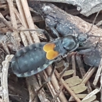 Peirates sp. (genus) (Yellow-spot Assassin Bug) at Yarralumla, ACT - 12 May 2021 by trevorpreston