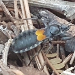 Peirates sp. (genus) at Molonglo River Reserve - 12 May 2021 03:30 PM