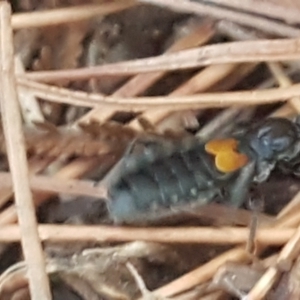 Peirates sp. (genus) at Molonglo River Reserve - 12 May 2021 03:30 PM