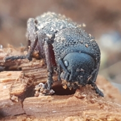 Amycterus abnormis (Ground weevil) at Molonglo River Reserve - 12 May 2021 by tpreston