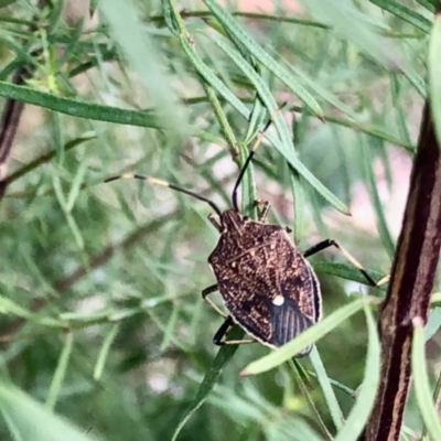 Poecilometis strigatus (Gum Tree Shield Bug) at Aranda, ACT - 12 May 2021 by KMcCue