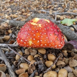 Amanita muscaria at Deakin, ACT - 12 May 2021