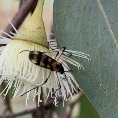 Gynoplistia (Gynoplistia) bella (A crane fly) at Murrumbateman, NSW - 12 May 2021 by SimoneC