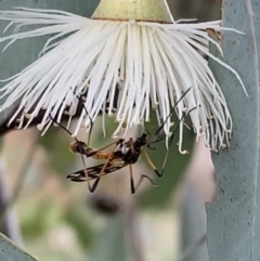 Gynoplistia (Gynoplistia) bella at Murrumbateman, NSW - 12 May 2021