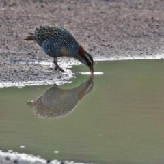 Gallirallus philippensis (Buff-banded Rail) at Tidbinbilla Nature Reserve - 12 May 2021 by RodDeb