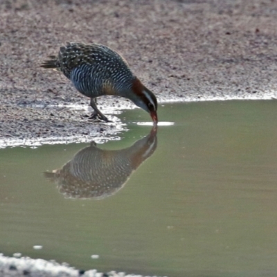 Gallirallus philippensis (Buff-banded Rail) at Paddys River, ACT - 12 May 2021 by RodDeb