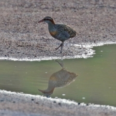 Gallirallus philippensis at Paddys River, ACT - 12 May 2021 04:30 PM