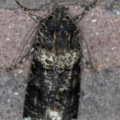 Agrotis porphyricollis (Variable Cutworm) at Melba, ACT - 17 Dec 2020 by Bron