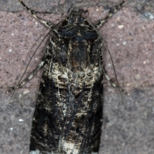 Agrotis porphyricollis at Melba, ACT - 18 Dec 2020 01:36 AM