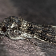 Agrotis porphyricollis at Melba, ACT - 18 Dec 2020