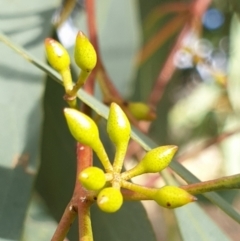 Eucalyptus melliodora (Yellow Box) at Cook, ACT - 9 May 2021 by drakes
