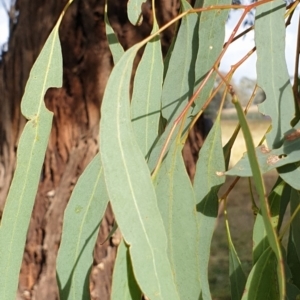 Eucalyptus melliodora at Cook, ACT - 10 May 2021