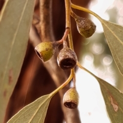 Eucalyptus melliodora at Cook, ACT - 10 May 2021