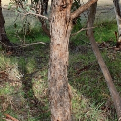 Eucalyptus melliodora at Cook, ACT - 10 May 2021