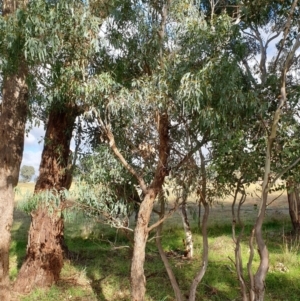 Eucalyptus melliodora at Cook, ACT - 10 May 2021