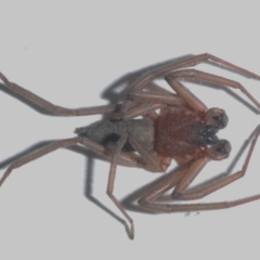 Gnaphosidae or Trochanteriidae (families) (Flat spider) at Belconnen, ACT - 3 May 2021 by Harrisi