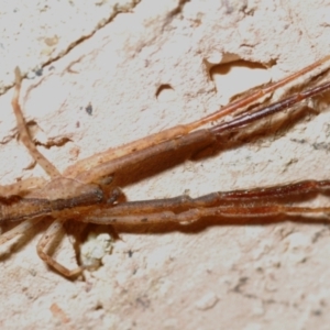 Sidymella sp. (genus) at Belconnen, ACT - 2 May 2021