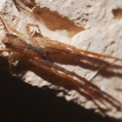 Sidymella sp. (genus) at Belconnen, ACT - 2 May 2021