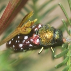 Diphucrania leucosticta (White-flecked acacia jewel beetle) at Bruce, ACT - 18 Apr 2021 by Harrisi