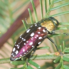 Diphucrania leucosticta at Bruce, ACT - 18 Apr 2021