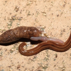 Deroceras reticulatum at Evatt, ACT - 11 May 2021 07:38 PM