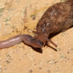 Deroceras reticulatum at Evatt, ACT - 11 May 2021