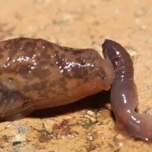 Deroceras reticulatum at Evatt, ACT - 11 May 2021