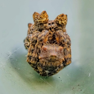 Carepalxis sp. (genus) at Wanniassa, ACT - 12 May 2021