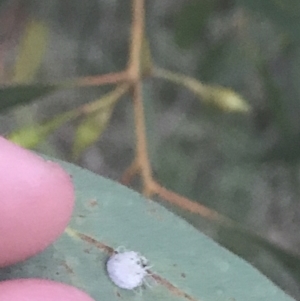 Glycaspis sp. (genus) at Hughes, ACT - 8 May 2021