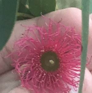 Eucalyptus leucoxylon at Hughes Garran Woodland - 8 May 2021