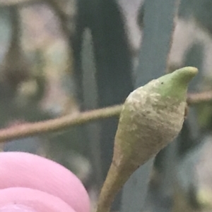 Eucalyptus leucoxylon at Hughes Garran Woodland - 8 May 2021