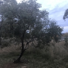 Eucalyptus leucoxylon at Hughes Garran Woodland - 8 May 2021