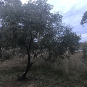 Eucalyptus leucoxylon at Hughes, ACT - 8 May 2021