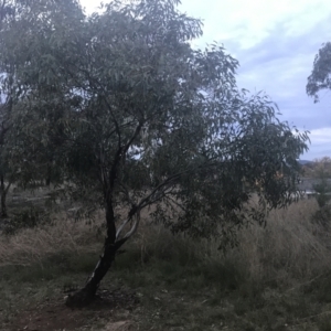 Eucalyptus leucoxylon at Hughes Garran Woodland - 8 May 2021
