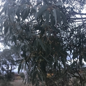 Eucalyptus leucoxylon at Hughes, ACT - 8 May 2021