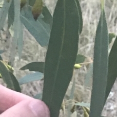 Eucalyptus leucoxylon at Hughes, ACT - 8 May 2021