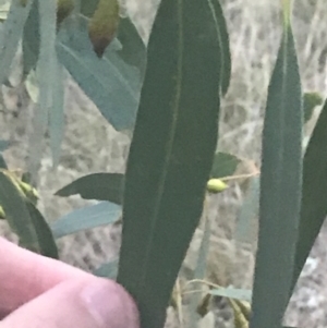 Eucalyptus leucoxylon at Hughes Garran Woodland - 8 May 2021