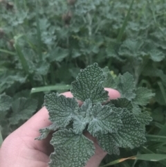 Marrubium vulgare (Horehound) at Hughes, ACT - 8 May 2021 by Tapirlord