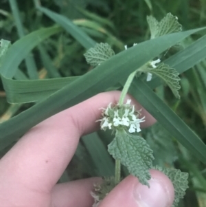 Marrubium vulgare at Hughes, ACT - 8 May 2021