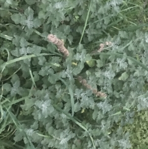 Marrubium vulgare at Hughes, ACT - 8 May 2021