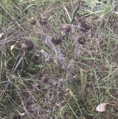 Onopordum acanthium (Scotch Thistle) at Hughes, ACT - 8 May 2021 by Tapirlord