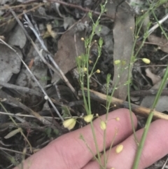 Asparagus officinalis (Asparagus) at Red Hill to Yarralumla Creek - 8 May 2021 by Tapirlord