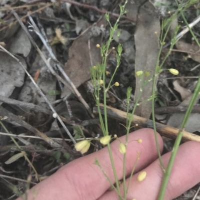 Asparagus officinalis (Asparagus) at Hughes, ACT - 8 May 2021 by Tapirlord