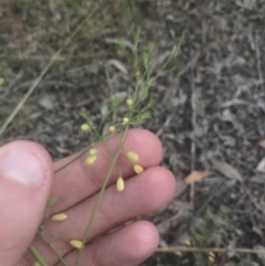 Asparagus officinalis at Hughes, ACT - 8 May 2021